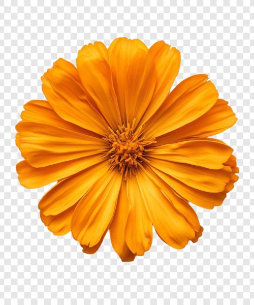 vibrant orange cosmos flower