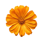 orang png removebg preview