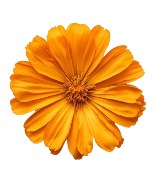 orang png removebg preview