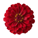 red png removebg preview