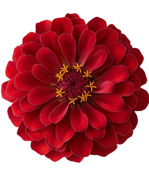 red png removebg preview
